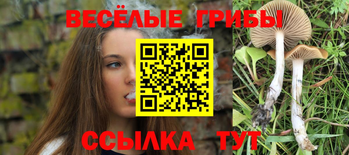 Псилоцибиновые грибы Cubensis Отрадное